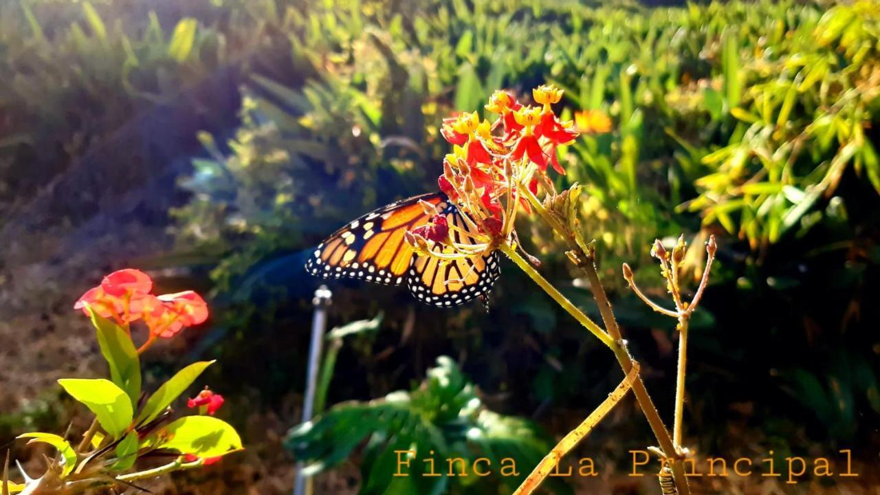Finca La Principal Brena Alta Ngoại thất bức ảnh