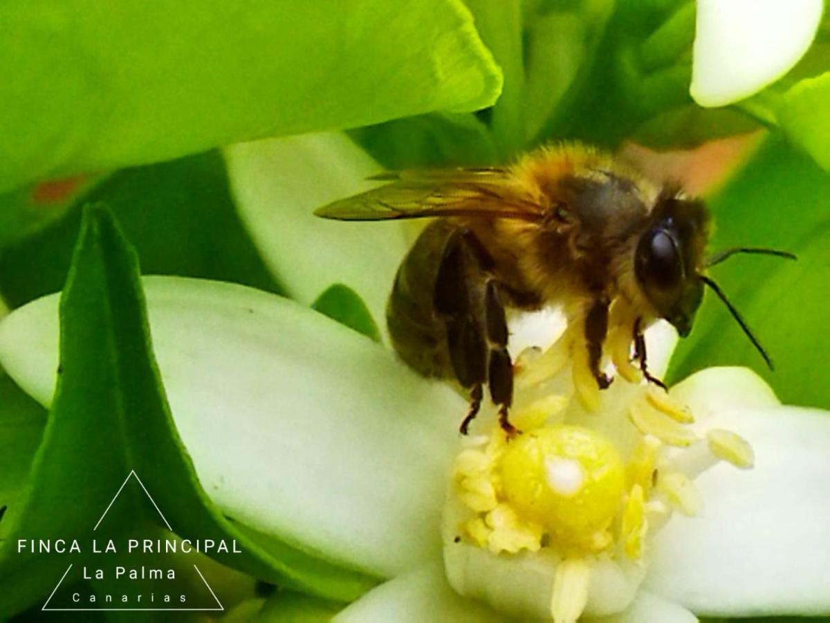 Finca La Principal Brena Alta Ngoại thất bức ảnh