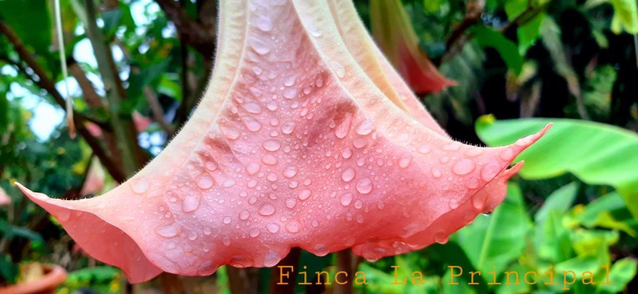 Finca La Principal Brena Alta Ngoại thất bức ảnh
