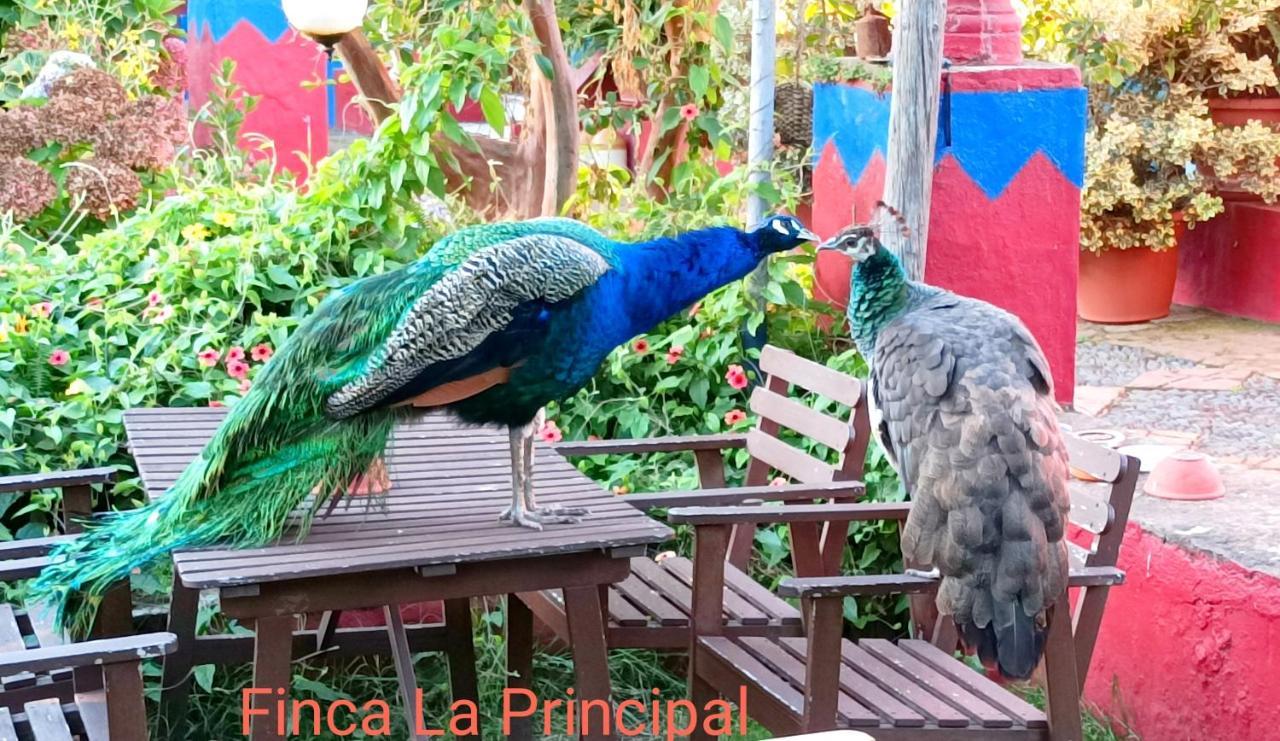 Finca La Principal Brena Alta Ngoại thất bức ảnh