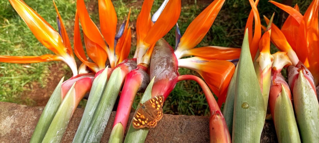 Finca La Principal Brena Alta Ngoại thất bức ảnh