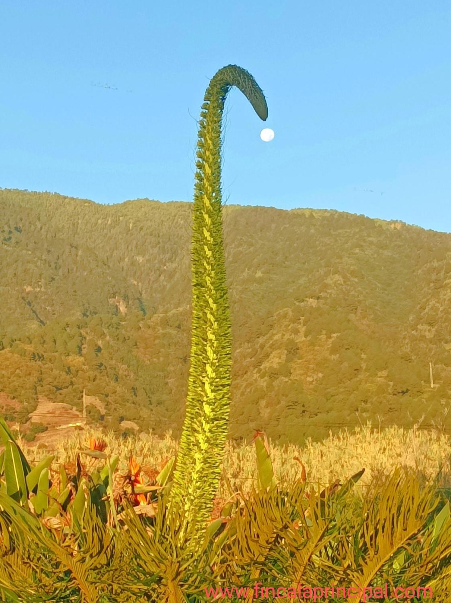 Finca La Principal Brena Alta Ngoại thất bức ảnh